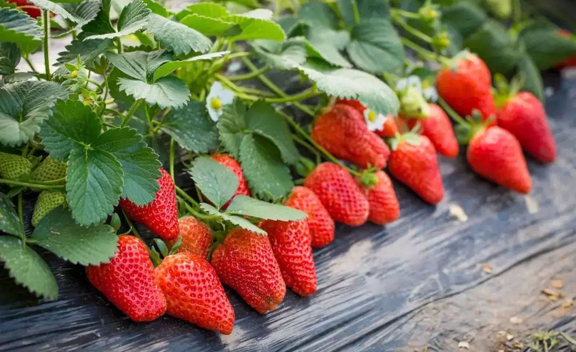 Young's Strawberry Ecological Garden